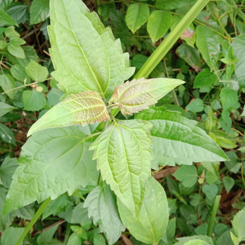 

daun balakacida daun kirinyuh segar 250 gram lansung petik