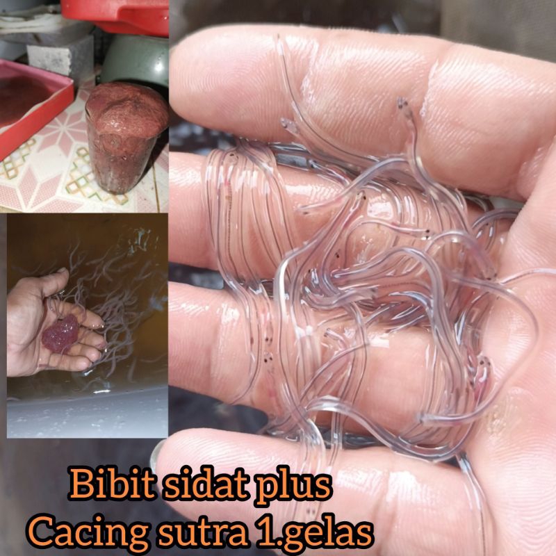 150 ekor Benih ikan sidat plus cacing sutra 1.gelas