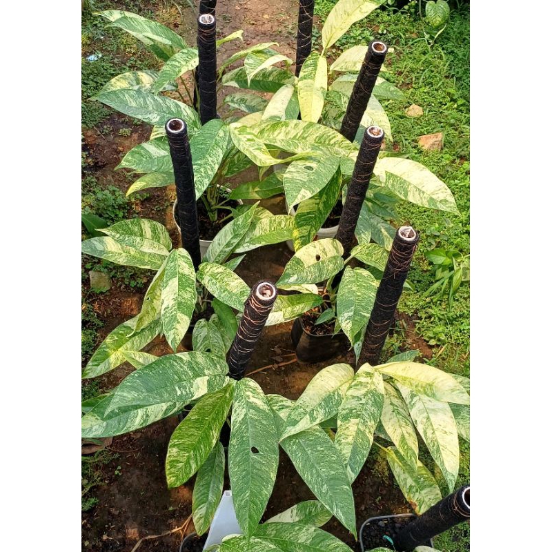 Rhaphidophora gorilan megasperma variegated