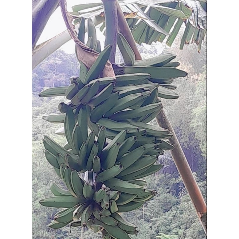 

pisang tua tanduk pisang janeng 1kg kualitas bagus