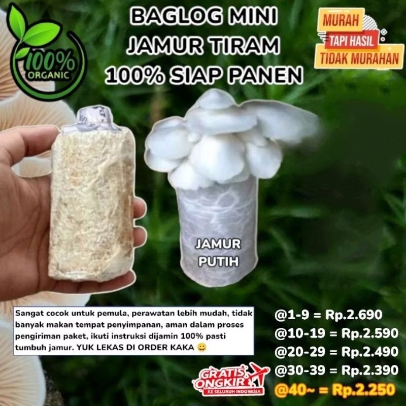

Baglog Jamur Tiram Mini Murah