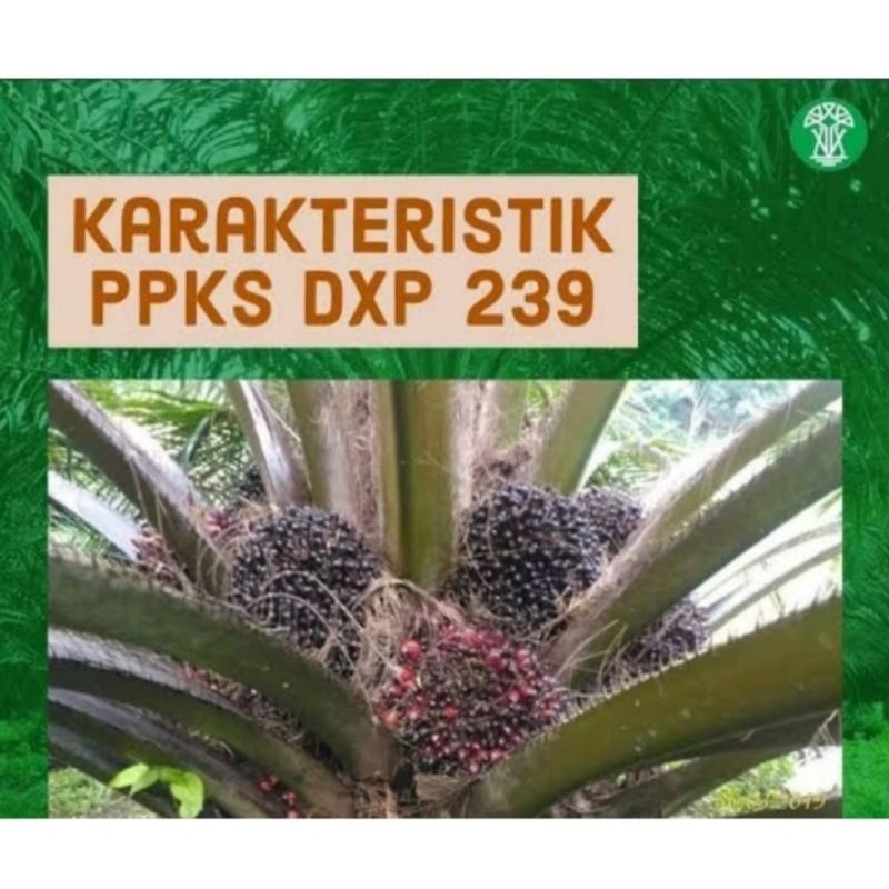 kecambah sawit berkualitas PPKS 239