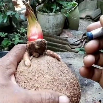 BIBIT KELAPA WULUNG ATAU KELAPA MERAH BAHAN BONSAI