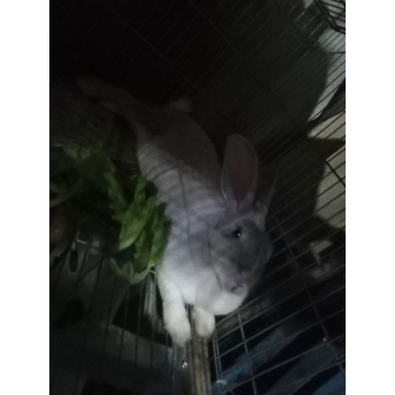 Kelinci Betina Umur 10 bulan Indukan Siap Kawin