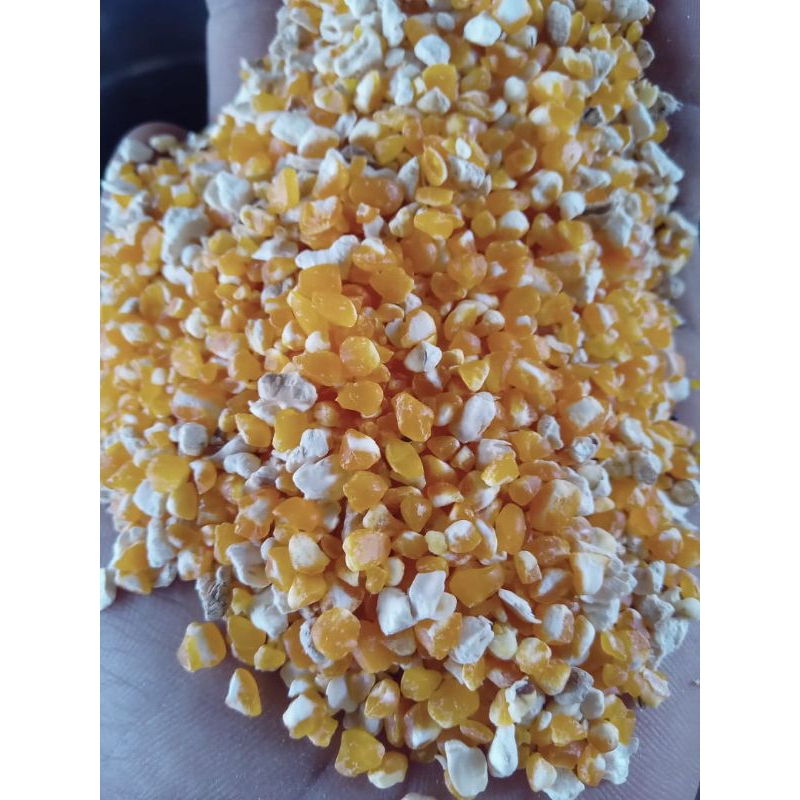 

Biji jagung bulat