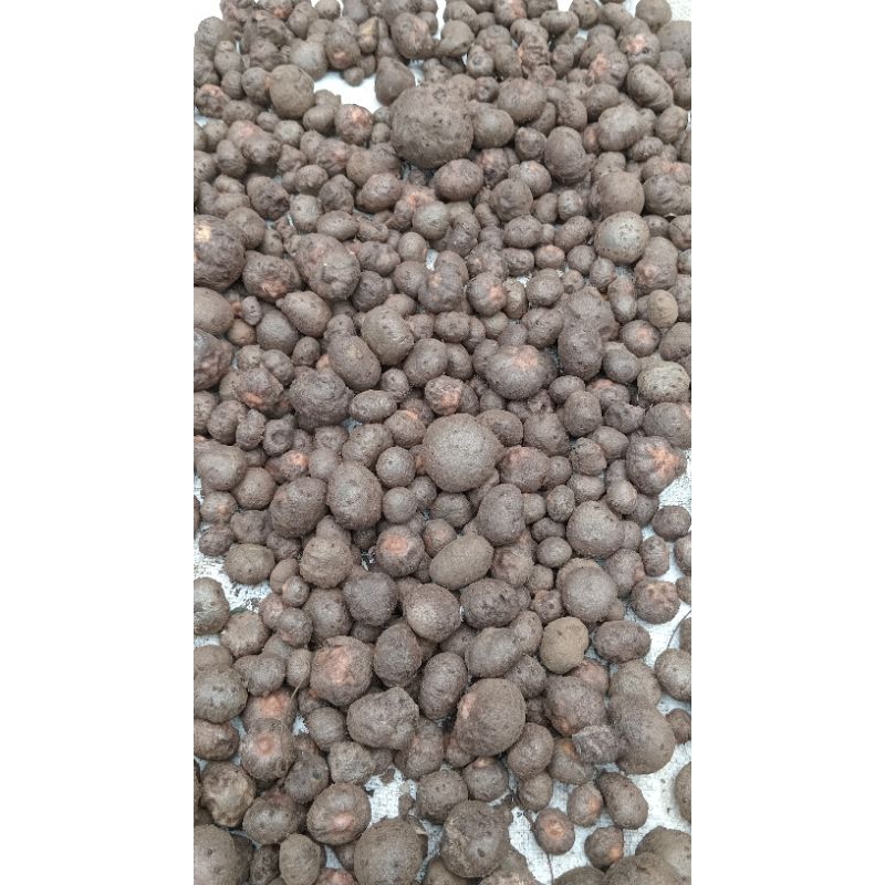 promo beasar jual biji katak porang kualitas super 1kg isi biji kualitas terjamin