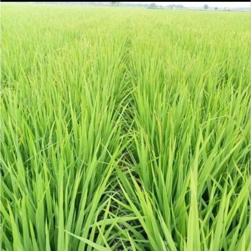 bibit padi mapan p05 1kg
