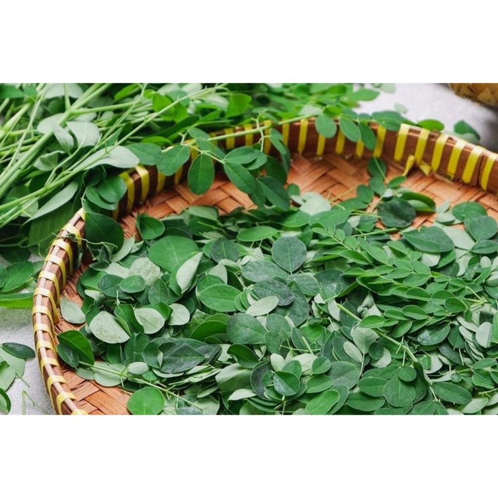 

Daun Kelor Per Ikat - Segar Dipetik Langsung Dari Pohon