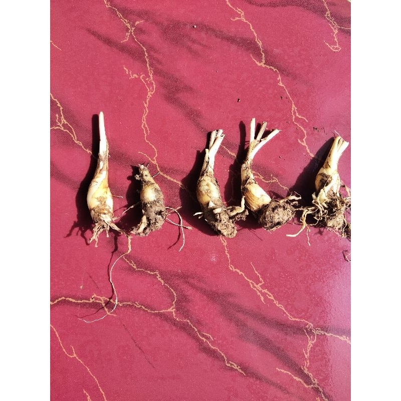 Grade B Umbi Bibit Terbaik Bunga Sedap Malam Kering Siap Taman