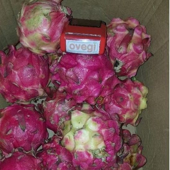

BUAH NAGA MERAH /DRAGON FRUIT/NAGA MERAH/BUAH NAGA grade A PREMIUM