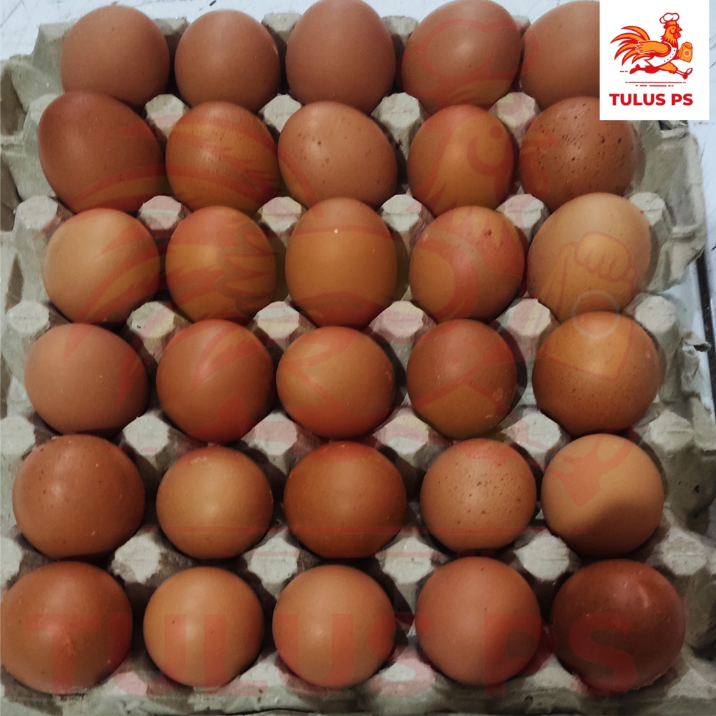 

Telur Ayam Negri Fresh 1Tray Isi 30 Butir