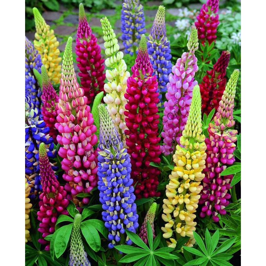 Green Earth - Bibit Benih Biji Bunga Lupine Mix - Biji Tanaman Pohon Bunga Lupine Mix - Bibit Bunga 