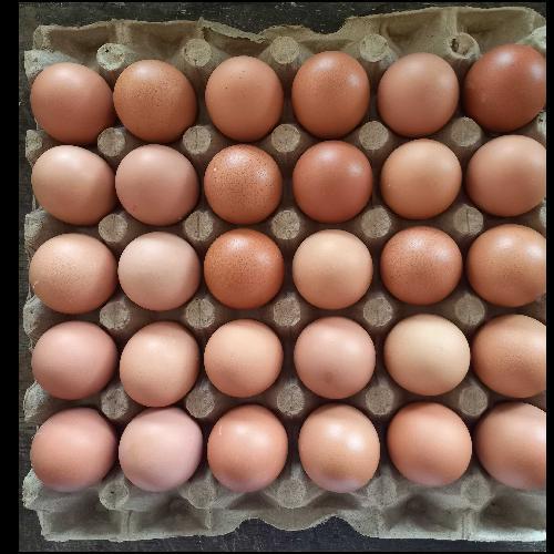 

Telur Ayam Omega 3 Premium and Fresh Peternak