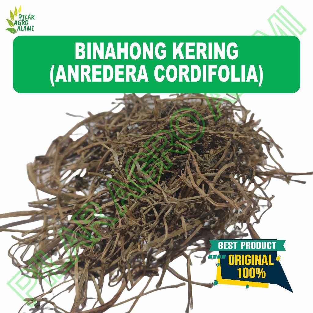 

Binahong Kering Asli Untuk Kesehatan