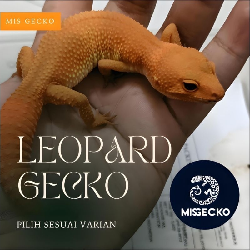 Mainan anak lucu - Gecko Leopard pied sunglow wy bn pilih sesuai varian
