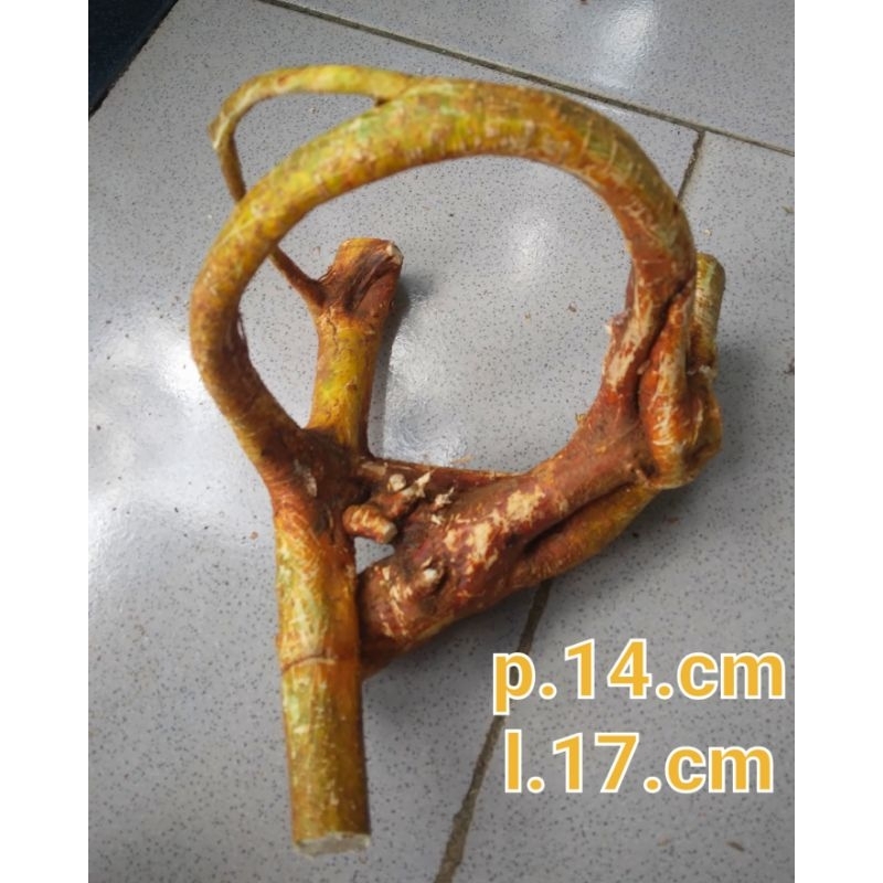 akar oyot mimang alami .asli alam.koleksi pagar.rumah