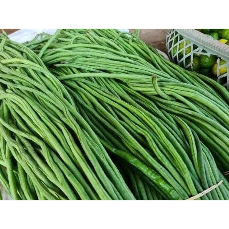 

kacang panjang