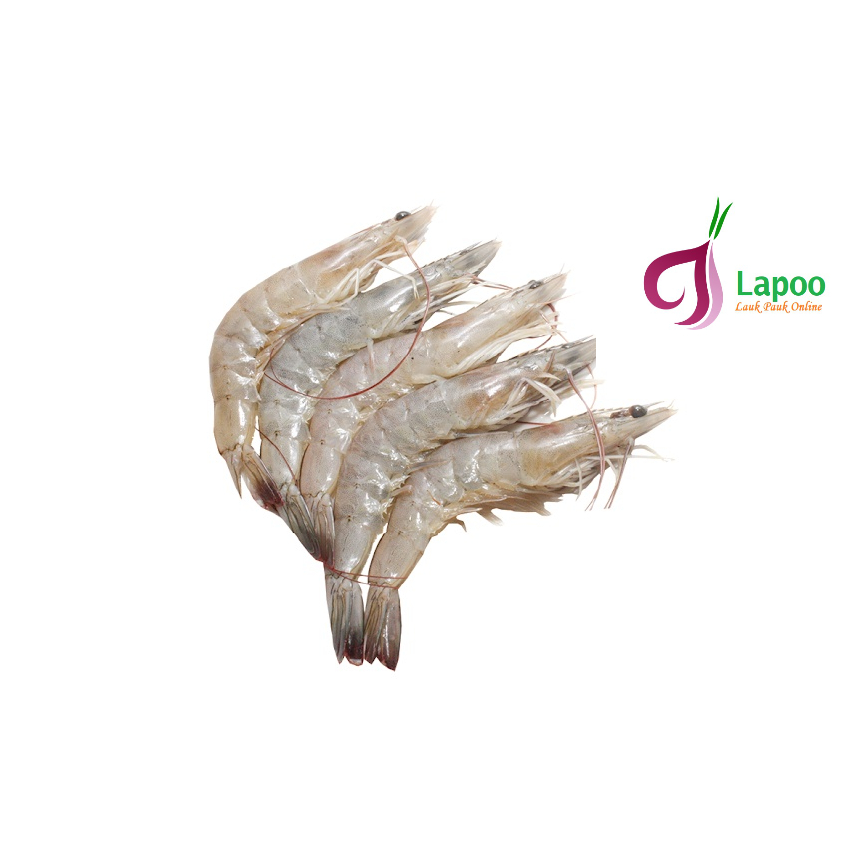 

Udang Vaname Air Tawar Segar Seafood Siap Masak Lapo Padang