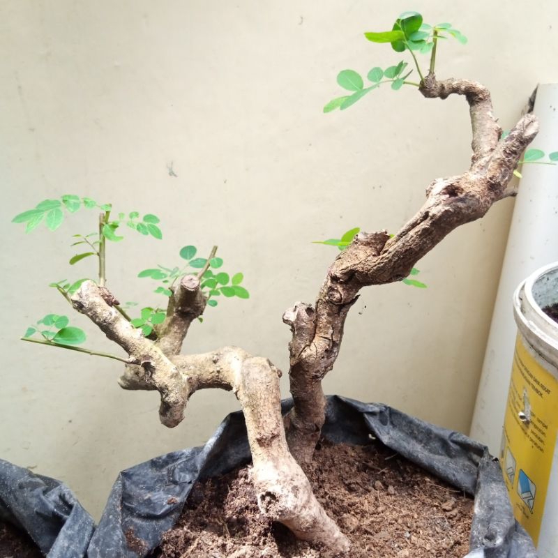 Bahan Bonsai Ileng Ileng Dongkelan Meliuk Karakter Tua Small Size Real Pict