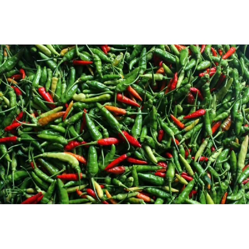 

CABE RAWIT / CENGEK SEGAR