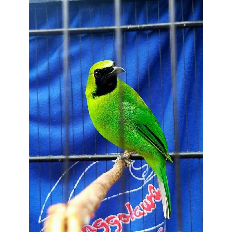 Nopeng Cucak Ijo Ombyokan 100% hutan kalimantan (Berau) murah berkualitas