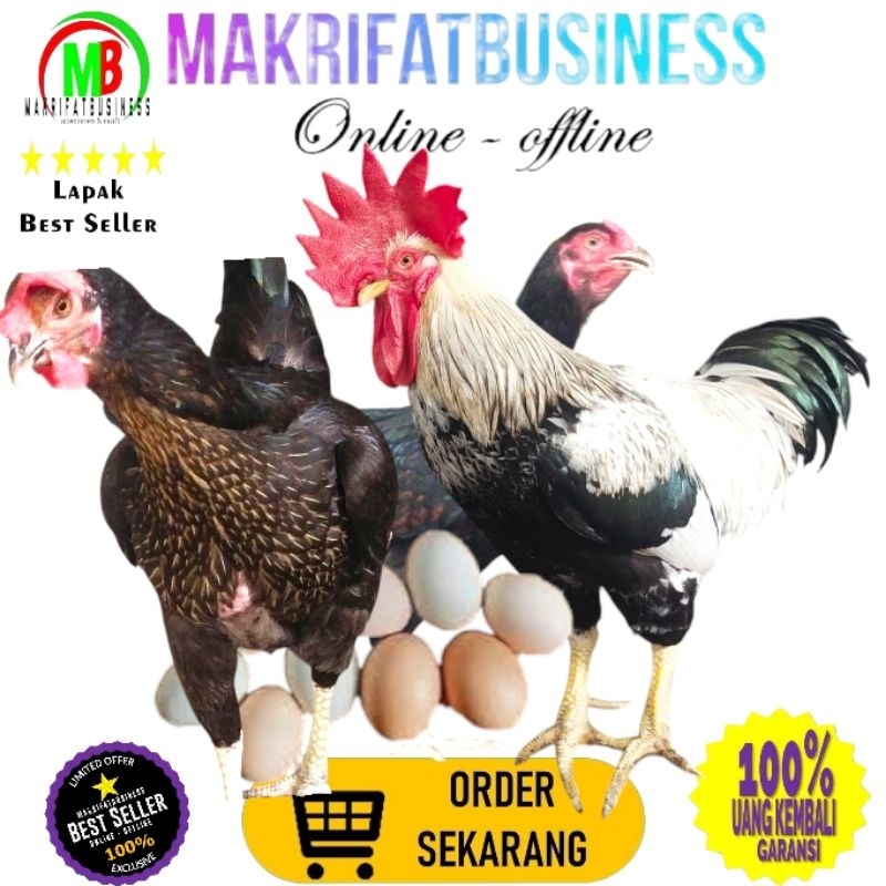 

MAKRIFATBUSINESS Paket 8 Pcs TELUR FERTIL AYAM KUB2 Jalur PETELUR FI MURNI KUB2 Perent Stock Bisa Ditetaskan Kembali Kwalitas Super Jaminan Menetas Hasil Peternak Profesional