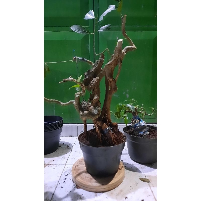Bonsai Amplas Putih Root eksploler