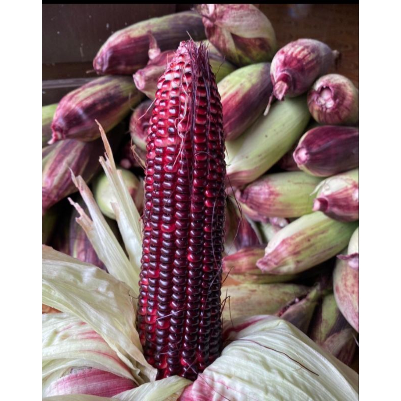 

Jagung ungu untuk konsumsi 2 kg