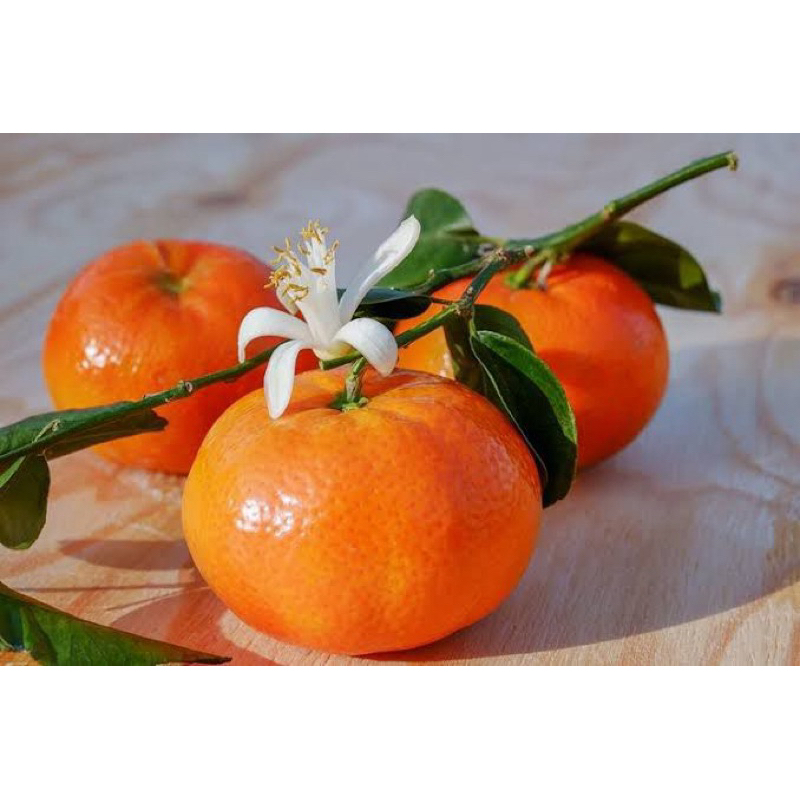 

JERUK MANDARIN SUDAH BERBUAH