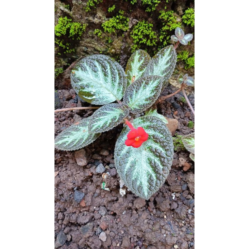 Tanaman hias pot gantung Episcia Cupreata siap tanam
