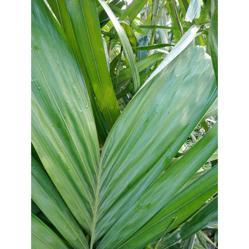 

daun salak muda per1kg