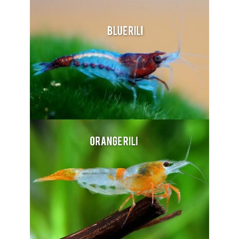 PAKET UDANG HIAS AQUARIUM AQUASCAPE - RILI SHRIMP - BLUE RILI - ORANGE RILI - UDANG HIAS AQUARIUM AQ