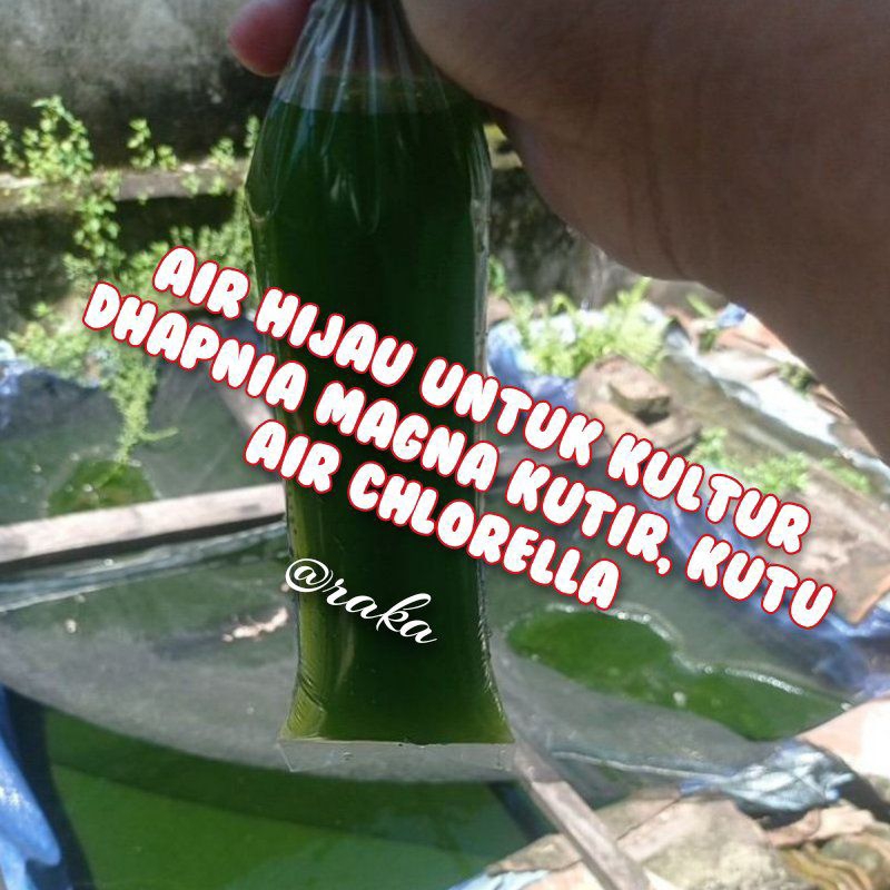 AIR HIJAU UNTUK KULTUR KUTU AIR AIR STARTER