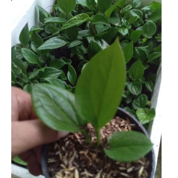 anturium jemani ijoan sortiran varigata