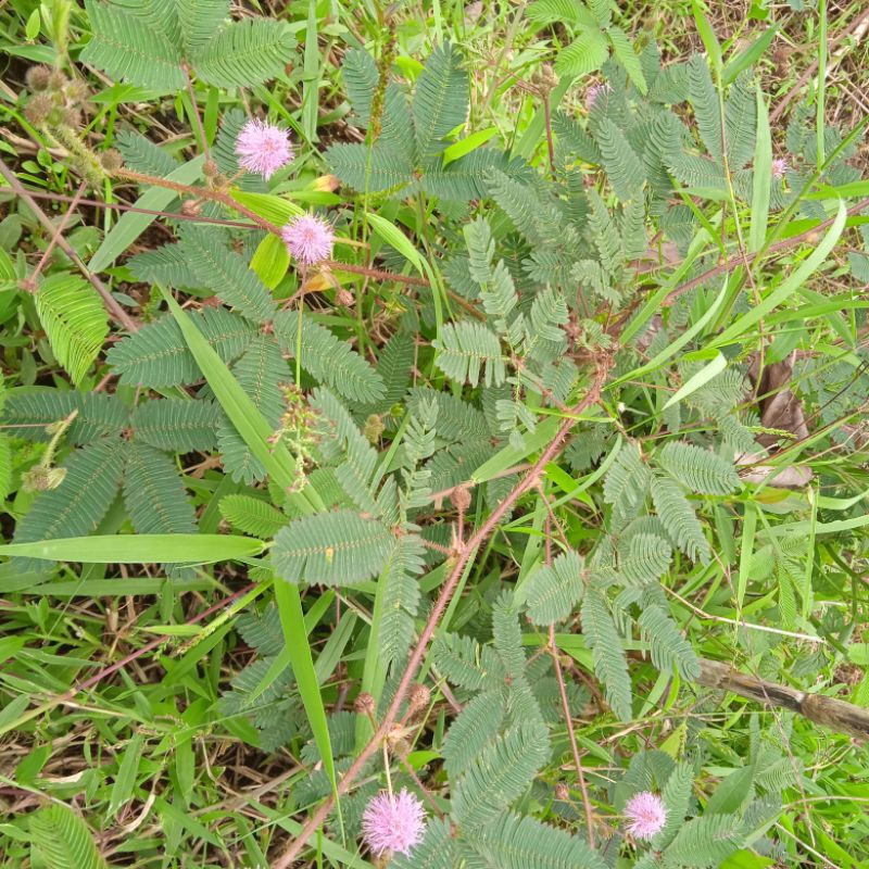 

daun putri malu segar langsung dari kebun 100gr