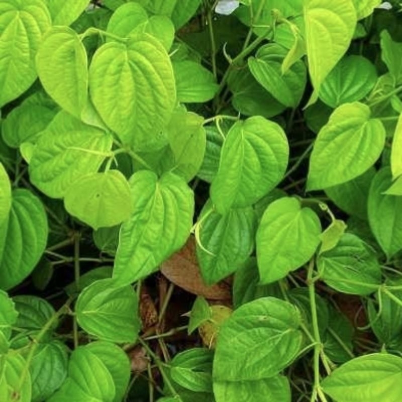 

Daun Sirih Hijau Segar Terbaik Langsung Petik Jika Ada Order - Alami Dari Alam