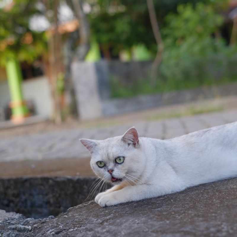 Kucing BSH Silver Shaded PED WCF Minus Flu/batuk