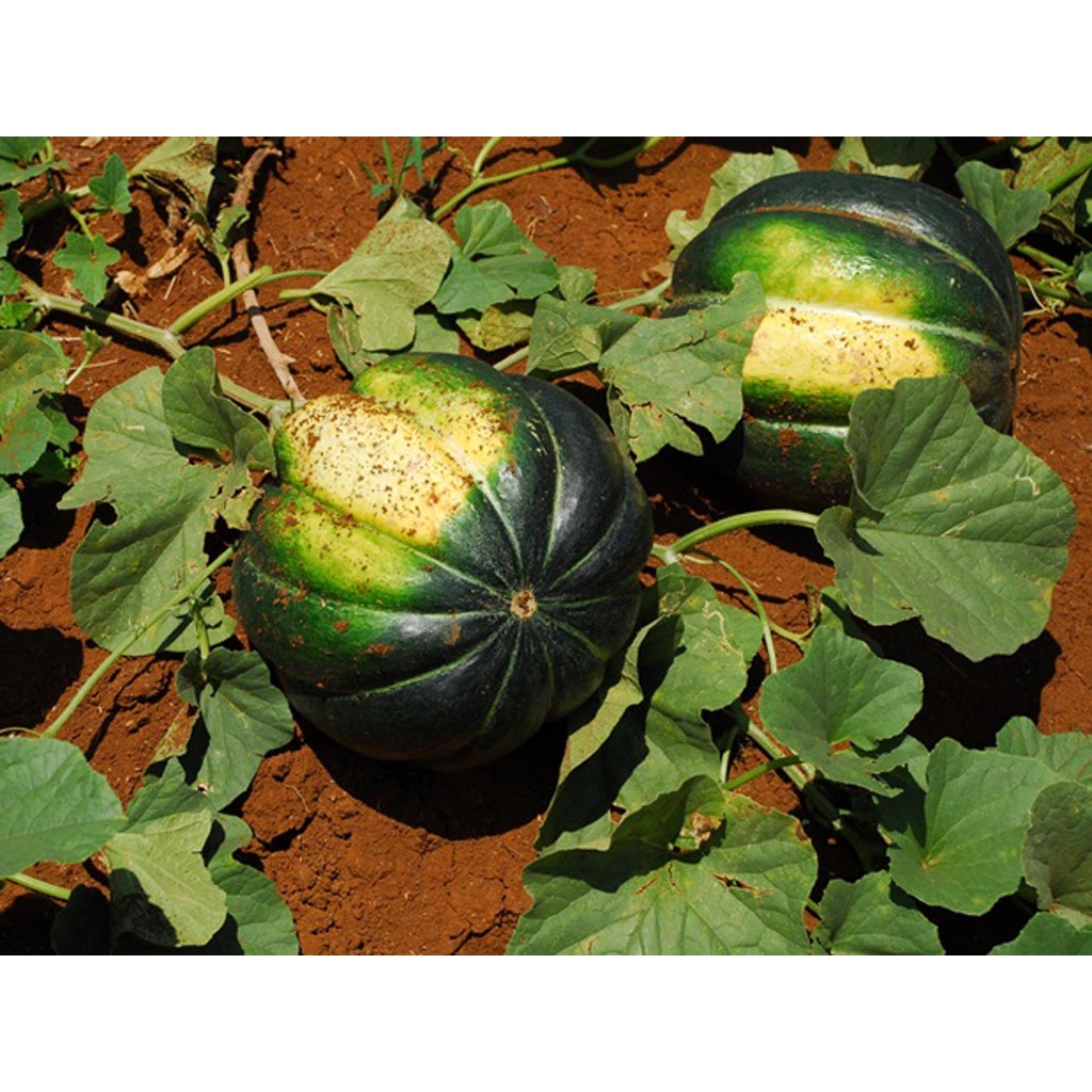 Green Earth - Bibit Benih Biji Buah Blewah - Bibit Tanaman Pohon Buah Blewah - Biji Buah Blewah - Bu