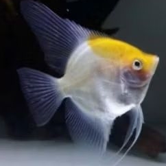 ikan manfish sunset mata hitam