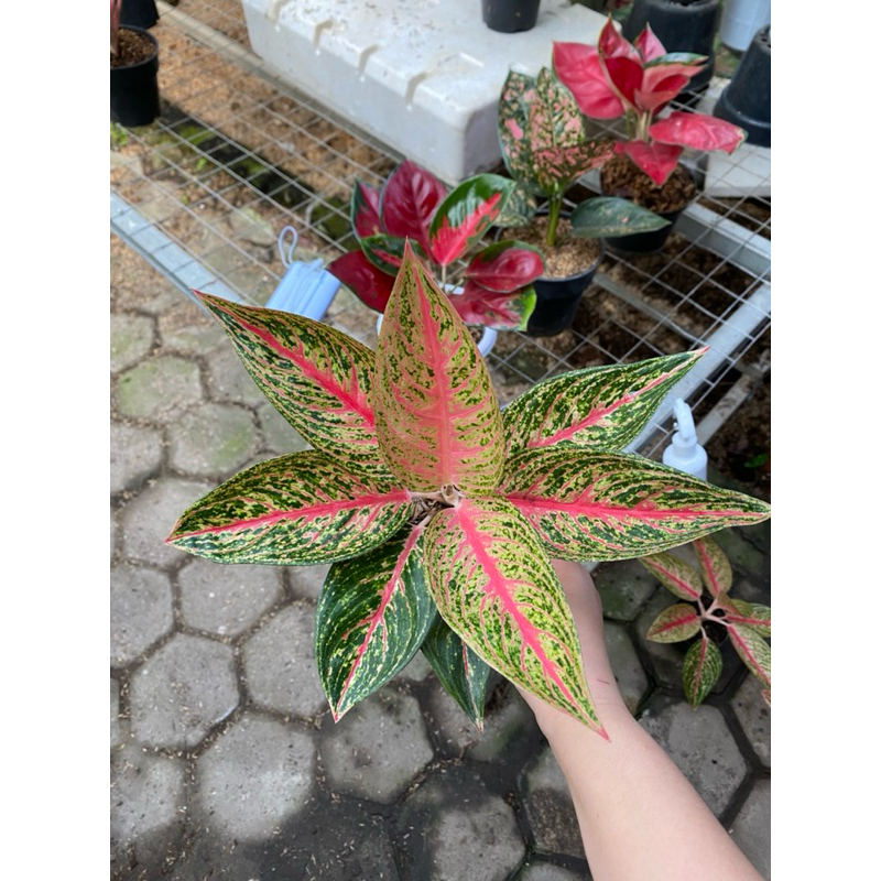 Aglaonema RED LEGACY