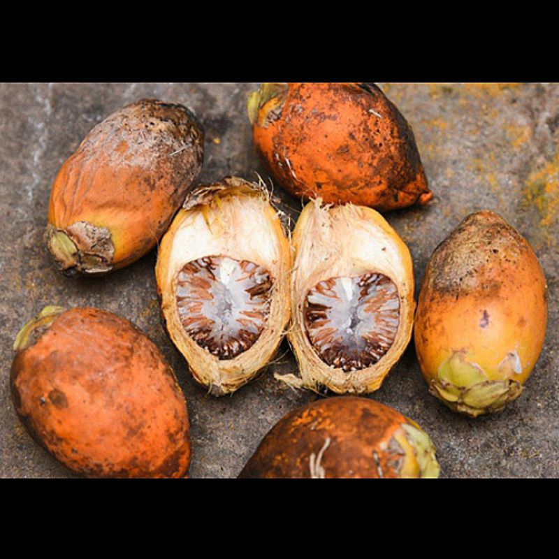 

500 g Buah Pinang Tua