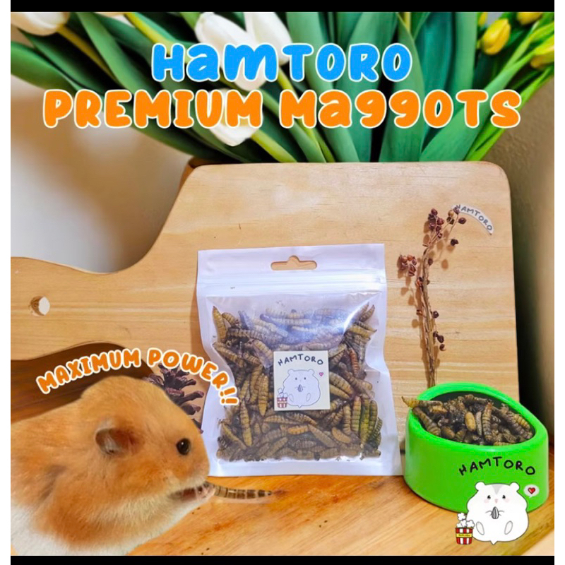 mealworm dried maggot larva kering BSF sugar glider food