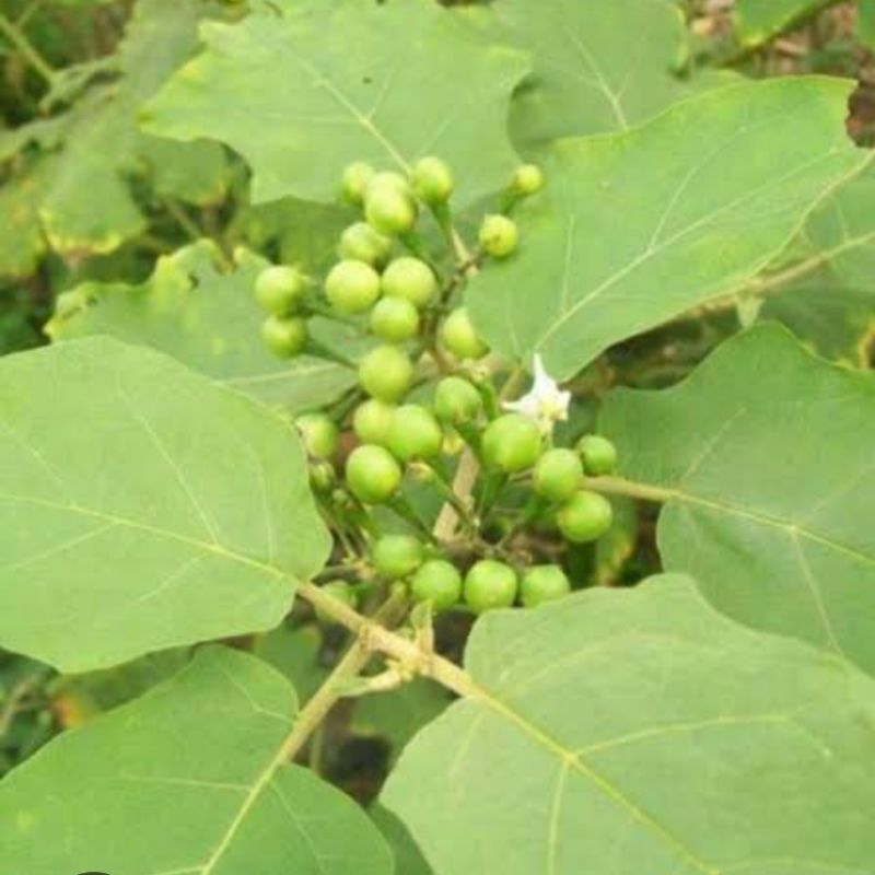 

Daun Cepokak atau takokak segar 250 gram