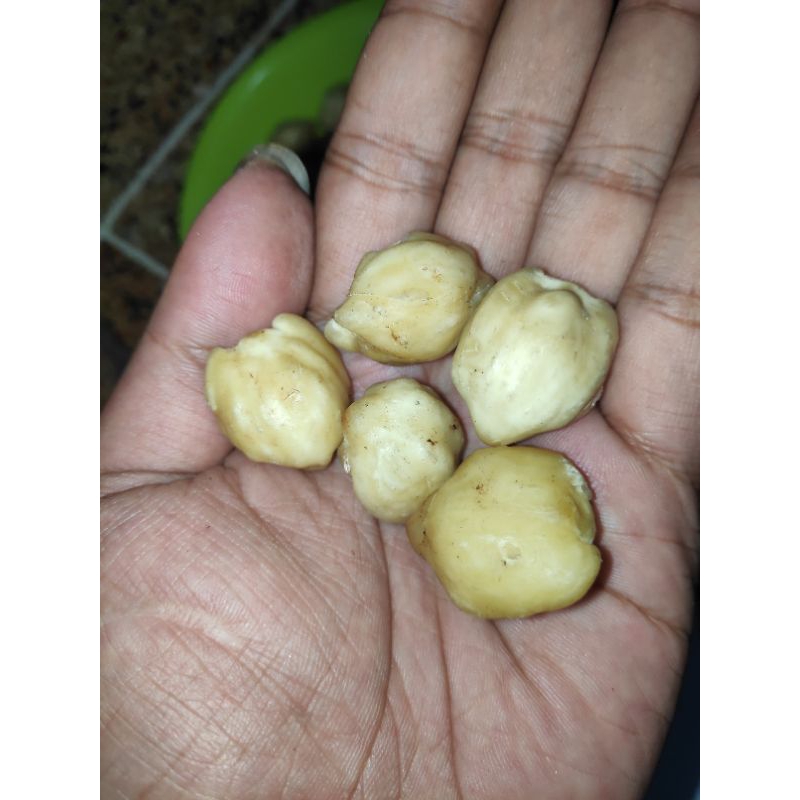 

biji kemiri 100 gr gram kupas utuh asli dari pedesaan bahan bumbu masak