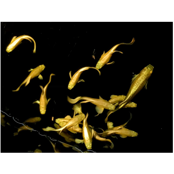 Guppy  Full Gold Vietnam (FG) Sepasang guppy siap broll FG ~ Hiasan Aquariumm