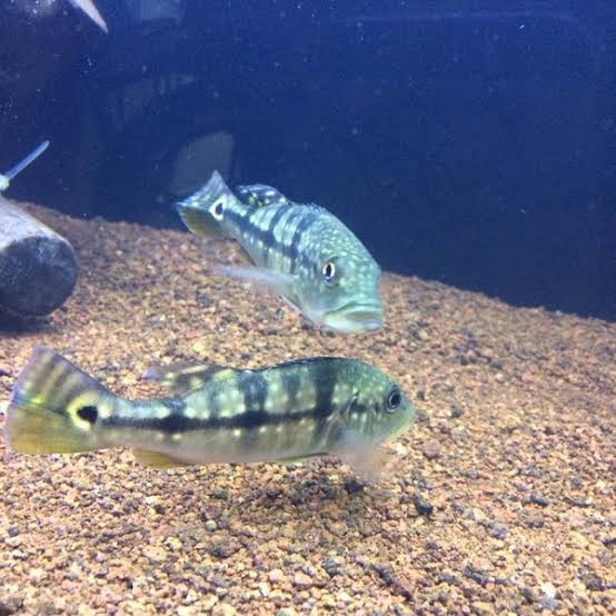 pbass azul real size 10-11 cm