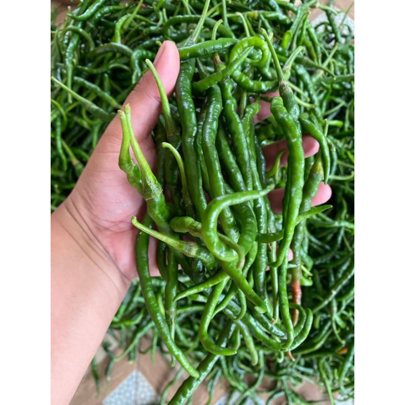 

Cabe keriting Hijau