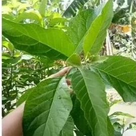 

Daun aprika. segar . di petik saat orderan masuk