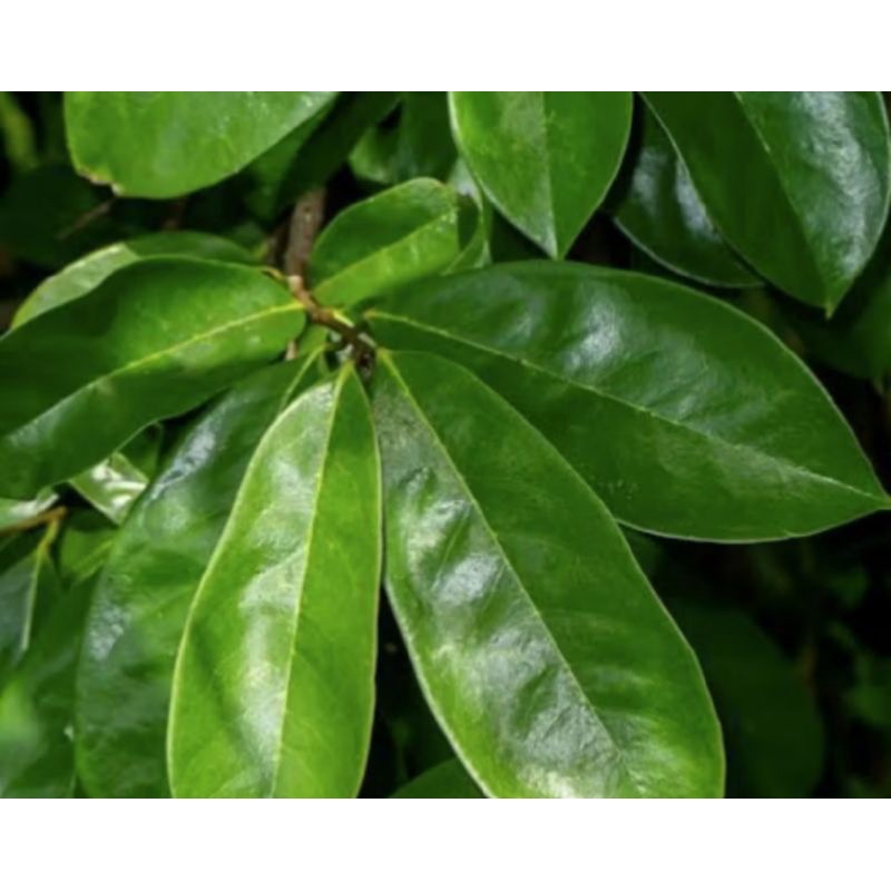 

daun sirsak segar 50 pcs