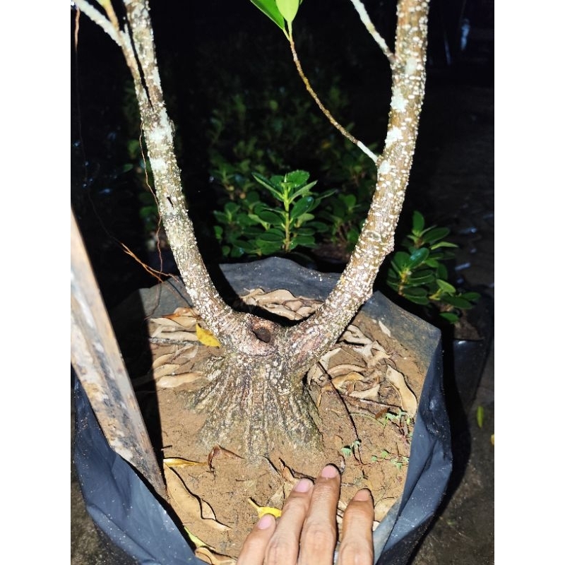 bahan bonsai kimeng prokar